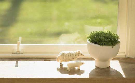 居室綠化 居室綠化