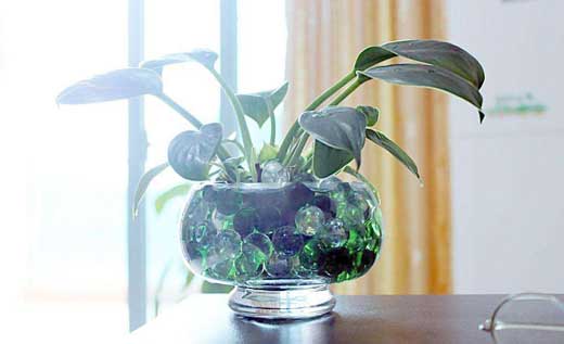 室內盆景裝飾 室內盆景裝飾